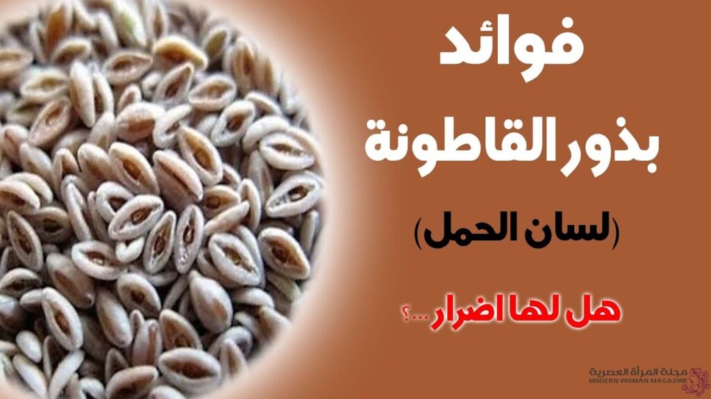 تجربتي مع بذرة القاطونة للتخسيس والنتائج - مجلة المرأة العصرية 2 بذرة القاطونة للتخسيس